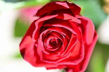 Yaz bahçesindeki güzel kırmızı gülü kapat. 