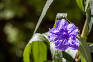 Bahçe arka planındaki güzel çiçeğin yakın plan görüntüsü..