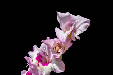 Siyah arka planda güzel gladiolus çiçekleri