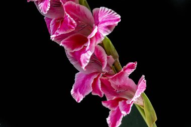 Siyah arka planda güzel gladiolus çiçekleri