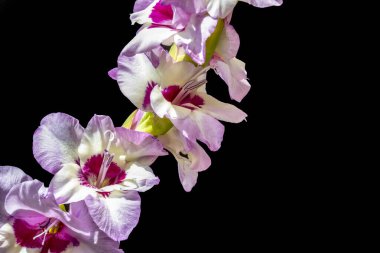 Siyah arka planda güzel gladiolus çiçekleri