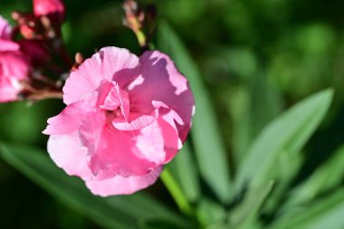 Bahçe arka planındaki güzel çiçeğin yakın plan görüntüsü..