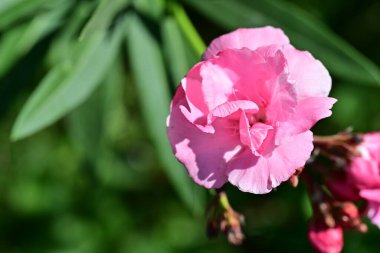 Bahçe arka planındaki güzel çiçeğin yakın plan görüntüsü..