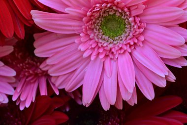 Güzel Gerbera çiçekleri yakın görünüm