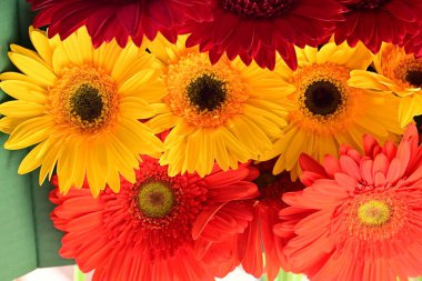 Güzel Gerbera çiçekleri yakın görünüm