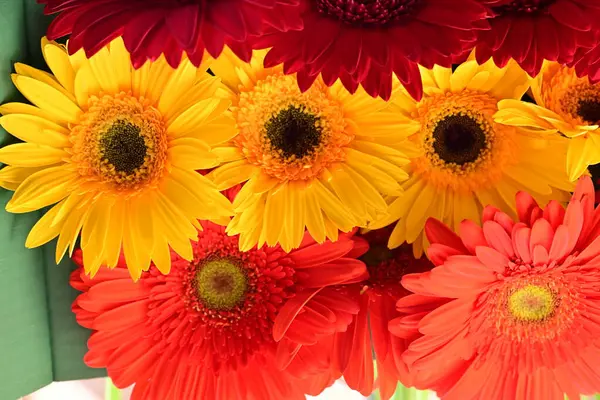 Güzel Gerbera çiçekleri yakın görünüm