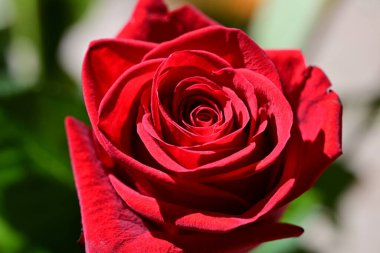 Bahçedeki kırmızı gül. Yakın. 