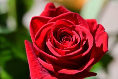 Bahçedeki kırmızı gül. Yakın. 