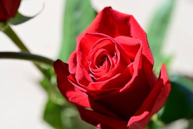 Bahçedeki kırmızı gül. Yakın. 