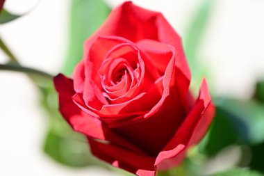 Bahçedeki kırmızı gül. Yakın. 