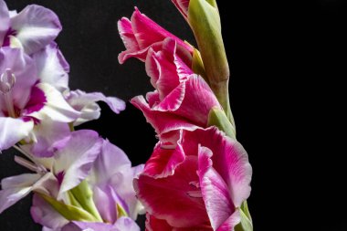 Siyah arkaplanda gladiolus çiçekleri 