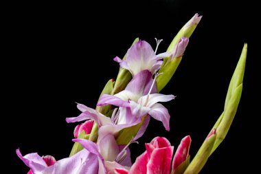 Siyah arkaplanda gladiolus çiçekleri 