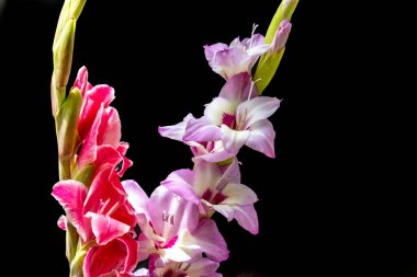 Siyah arkaplanda gladiolus çiçekleri 