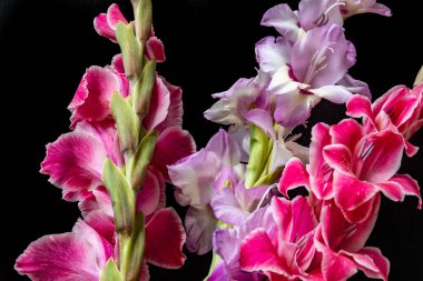 Siyah arkaplanda gladiolus çiçekleri 