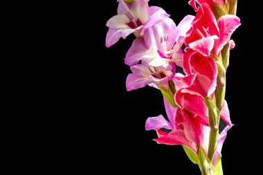 Siyah arkaplanda gladiolus çiçekleri 