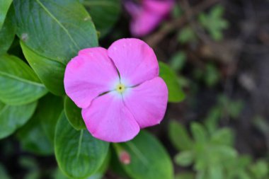 Bahçe arka planındaki güzel çiçeğin yakın plan görüntüsü..