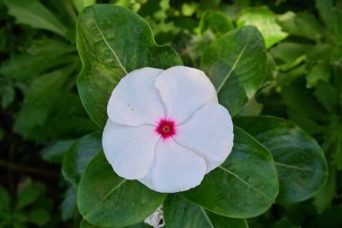 Bahçe arka planındaki güzel çiçeğin yakın plan görüntüsü..