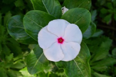 Bahçe arka planındaki güzel çiçeğin yakın plan görüntüsü..