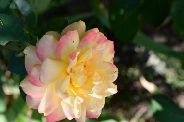 Bahçe içinde güzel bir sarı gül 