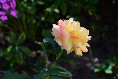 Bahçe içinde güzel bir sarı gül 