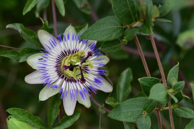 Bahçede güzel bir tutku çiçeği