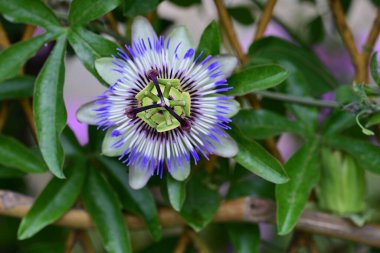 Bahçede güzel bir tutku çiçeği
