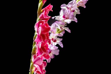 Güzel pembe gladiolus çiçeklerinin yakın görüntüsü