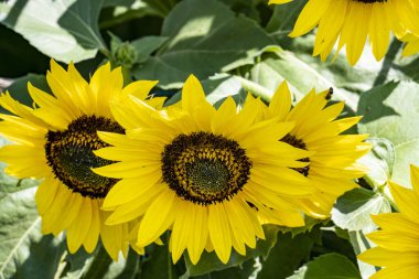 Bahçede güzel sarı ayçiçeği 