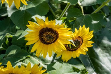 Bahçede güzel sarı ayçiçeği 