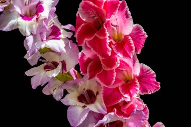 Güzel pembe gladiolus çiçeklerinin yakın görüntüsü