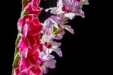 Güzel pembe gladiolus çiçeklerinin yakın görüntüsü