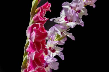 Güzel pembe gladiolus çiçeklerinin yakın görüntüsü