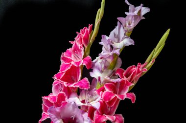 Güzel pembe gladiolus çiçeklerinin yakın görüntüsü