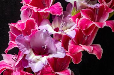 Güzel pembe gladiolus çiçeklerinin yakın görüntüsü