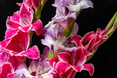 Güzel pembe gladiolus çiçeklerinin yakın görüntüsü