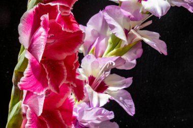 Güzel pembe gladiolus çiçeklerinin yakın görüntüsü