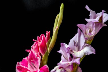 Güzel pembe gladiolus çiçeklerinin yakın görüntüsü