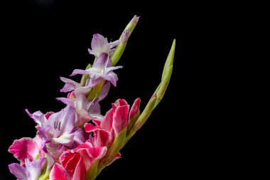 Güzel pembe gladiolus çiçeklerinin yakın görüntüsü