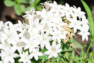 Pentas lanceolata çiçekleri bahçede toplanır. 