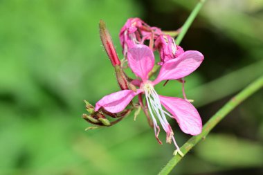 Bahçe arka planındaki güzel çiçeğin yakın plan görüntüsü..