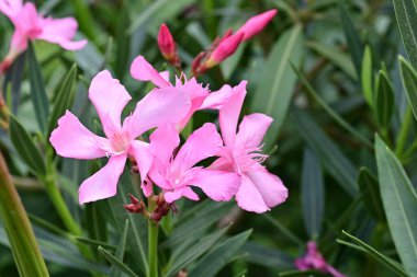 Pentas lanceolata çiçekleri bahçede toplanır. 