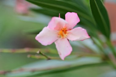 Bahçe arka planındaki güzel çiçeğin yakın plan görüntüsü..
