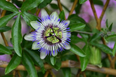 Bahçede güzel bir tutku çiçeği