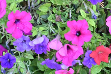 Bahçede güzel çiçek yakın çekim 