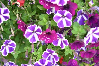 Bahçede güzel çiçek yakın çekim 