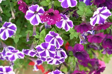 Bahçede güzel çiçek yakın çekim 