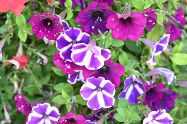 Bahçede güzel çiçek yakın çekim 