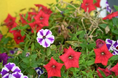 Bahçede güzel çiçek yakın çekim 