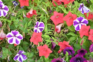 Bahçede güzel çiçek yakın çekim 