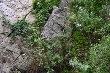 güzel manzara dağ orman